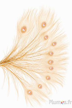 Pauw blauw miniatuur - gebleekt - 15-25 cm - crème-bruin